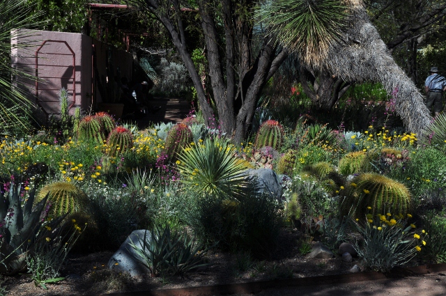 cactus garden